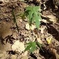 Papaya