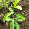 limonevergreen