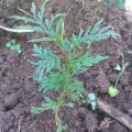Grevillea