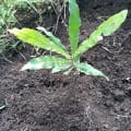 Macadamia