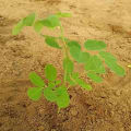 Moringa