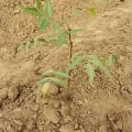Neem