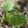 Tree Tomato