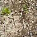 Black Mangrove