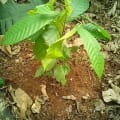 Cacao