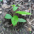 Cacao