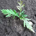 Grevillea