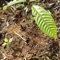 Cacao