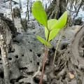 Mangrovia Bianca