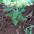 Grevillea