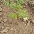 Neem