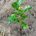 Citronnier