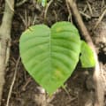 Albero Dinamite