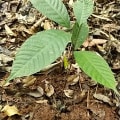 Cacao
