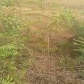 Cassia