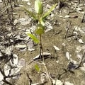 Mangrovia Nera