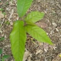 Cacao