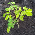 Moringa
