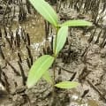 Mangrovia Nera
