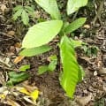 Cacao