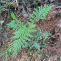 Grevillea