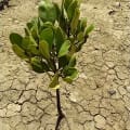 White Mangrove