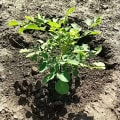 Moringa
