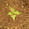 Grevillea