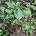 Dynamite Tree