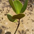 Yellow Mangrove