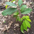 Cacao