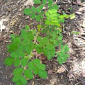 Moringa