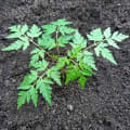 Neem