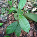 Cacao