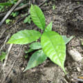 Cacao