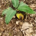 Banano
