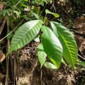 Cacaotier