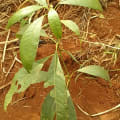 Aguacate