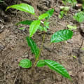 Caoba
