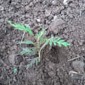 Grevillea