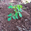 Moringa