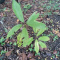 Cacao