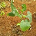 Tamarillo