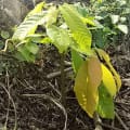 Cacao Parkside