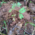 Leucaena