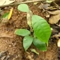 Cacao