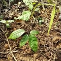 Cacao