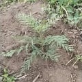 Grevillea