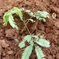 Leucaena