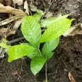 Giggiao Cacao